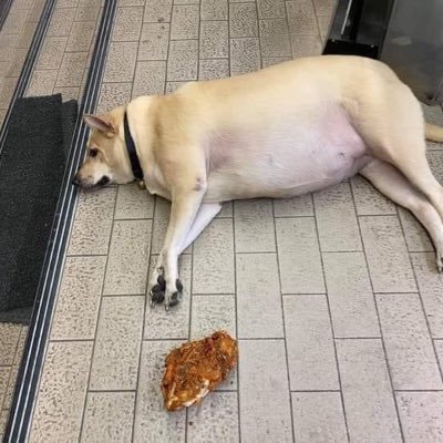 jaynarakmai's profile picture. บ้าเทคโนโลยี บ้าโค้ด บ้าสัตว์เลี้ยง บ้ากิจกรรม