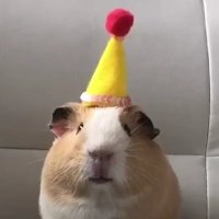 Sad Hamster(@MeraKernKraft) 's Twitter Profile Photo