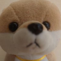 👫😇アヒルです😇👬 (@yoruniarukusora) Twitter profile photo