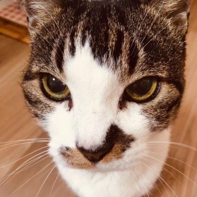 佐藤健の可愛い猫🐱さんのプロフィール画像