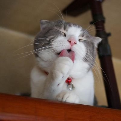 This Account Is Mainly Cat Lover Tweets.
💌:DM Us Your Cat Videos. Old Account @catsu
Suspended. Support Us 🙏