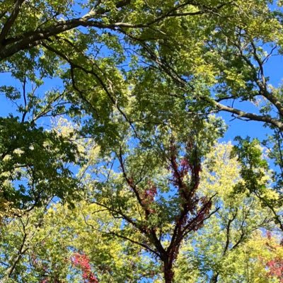 greenblueye's profile picture. Sunshine