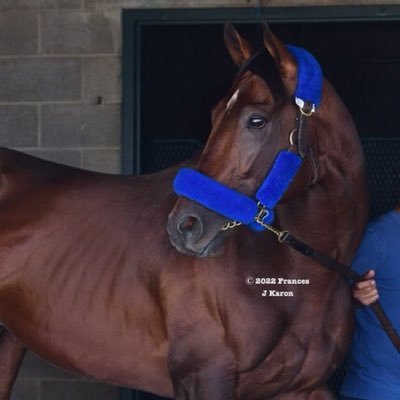 TrhjbM's profile picture. عاشق للخيول. سايس خبره كبيره وفنى علاجات اعشق خيول السباقات