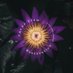 Favor Flow Restorative (@flowrestorative) Twitter profile photo Favor Flow Restorative (@flowrestorative) Twitter profile photo