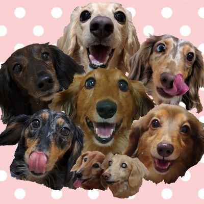 ruusan81's profile picture. ダックス多頭飼いしてます🐶
気ままな更新になりますが、
気軽にフォローしてくださいね
🐶無言フォロー失礼します🙇‍♂️

https://t.co/YfZoDLKDUa