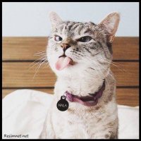 Mehmet (@01meh001) Twitter profile photo