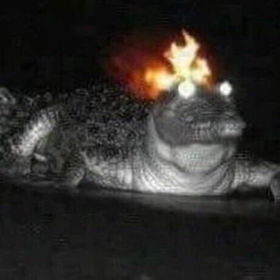 Alexy_akuma's profile picture. un capybara baraqué
M8🩶💚
 Vilebrequin