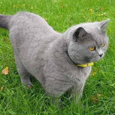 DrBruceKravis's profile picture. Certified emergency Orthopedic surgeon. #OrthopedicSurgeon #AnimalLover💞❣️💖❣️