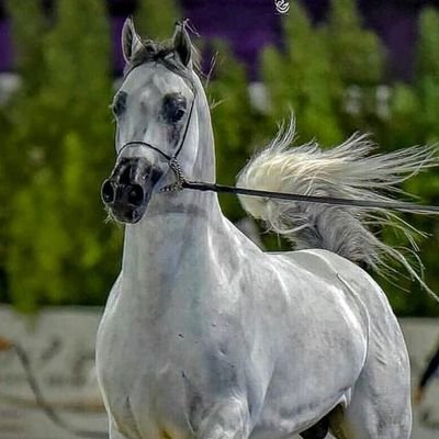 AbuAhme75428628's profile picture. مستر أبو احمد المحترم