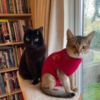 Chloe and Toshi(@assistancecats) 's Twitter Profile Photo