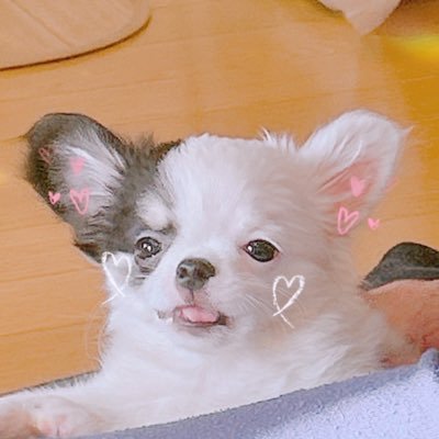 hoshimaru_star Profile Picture