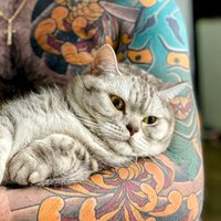 Сашко (@vengersashko) 's Twitter Profile