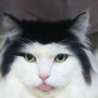ニラ玉ポン酢 (@niratamaponz) 's Twitter Profile Photo ニラ玉ポン酢 (@niratamaponz) 's Twitter Profile Photo