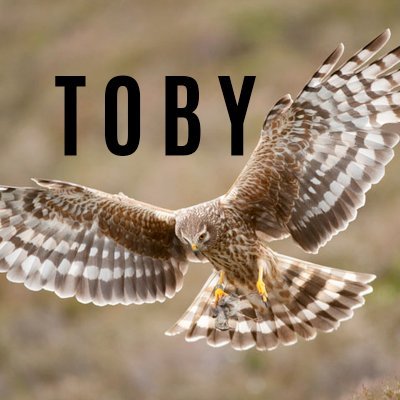 Toby’s Birding