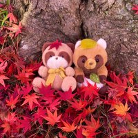 たぬやど(@honobonomoon) 's Twitter Profile Photo