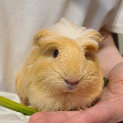 morupuichan's profile picture. 短毛つむじのクレステッドだと思って飼い始めたぷいちゃん(♂)今では立派な長毛モルに😂💓色々初心者ですが、モル飼いさん仲良くして下さい😌💕無言フォロー・いいね失礼します🫡