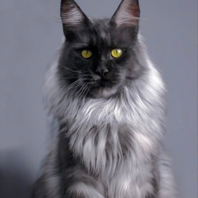 Maine coon of Ireland                                           TICA Registered                                   Euro blood line and All test -tive