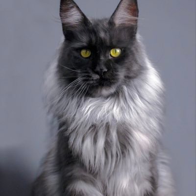 Maine coon of Ireland TICA Registered Euro blood line and All test -tive