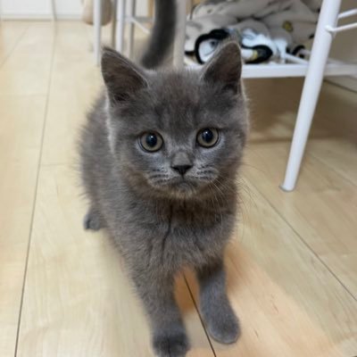 ブリティッシュショートヘアの男の子まる🐈⬛🩶 22.08.19生まれ❤️🔥👼 22.10.30うちの子記念日🐈⬛💨🩶 まるいおかおとまんまるおめめのまる🫶🏻🫶🏻 #ブリティッシュショートヘア #まる 🦭🦭🦭