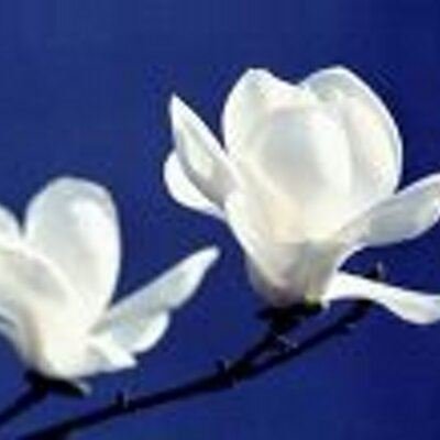 jordy_mang65's profile picture. Who are you in the digital forest? Air, plant, bug, hogs fart, owl?