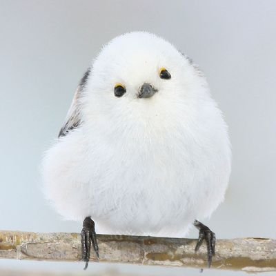 声をあげなきゃ伝わらない。今の政治は今生きる我々で変える。怒りは力。鳥取⇒東京⇒大阪⇒出雲⇒東京都在住。
介護福祉士　認知症専門デイサービスに勤務。
1964年生まれ。