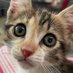 Special LOA Cat (@specialloacat) Twitter profile photo Special LOA Cat (@specialloacat) Twitter profile photo