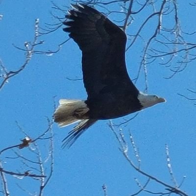 eagleohio1 Profile Picture