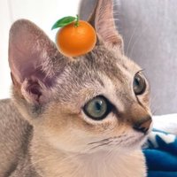 ラッフル🐱FIP寛解去勢済🐾 (@rafflecutecat) 's Twitter Profile