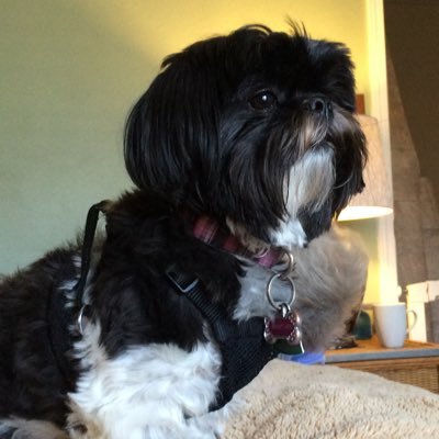 SchwerCost's profile picture. 