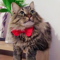 Kedi annesi (@4pisi1aslan) 's Twitter Profile Photo Kedi annesi (@4pisi1aslan) 's Twitter Profile Photo