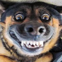 Tobias Madsen (@tuborgcs) 's Twitter Profile Photo Tobias Madsen (@tuborgcs) 's Twitter Profile Photo