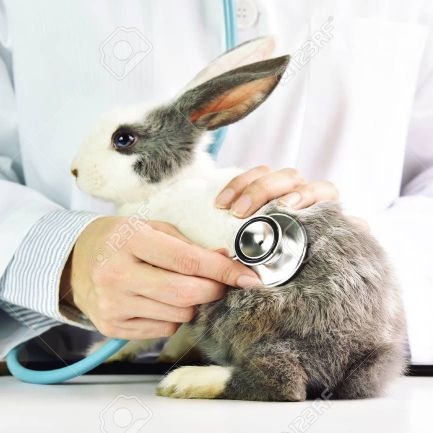Veterinarian | Democratic Socialist | Science and Rabbit lover