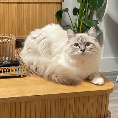 mya_sheikh's profile picture. 