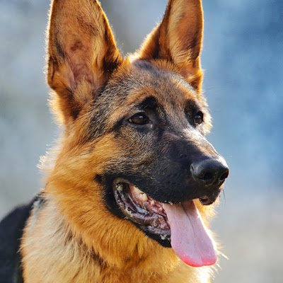 bestmaleeveru's profile picture. 