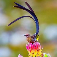 Colibri 🧐 (@dq_r1a) 's Twitter Profile