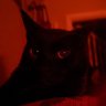 lepodopra's profile picture. Just a guy with a laptop, interested in OSINT, SIGINT, security and the world generally. Pretty new to twitter. DM frenly :^) Temple OS early adopter.