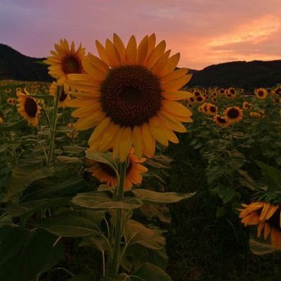 PATCHAR43092941's profile picture. 