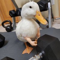 hima nicenis (@iloveducks333) Twitter profile photo