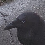 Asajii's profile picture. weird robot (no more details available)