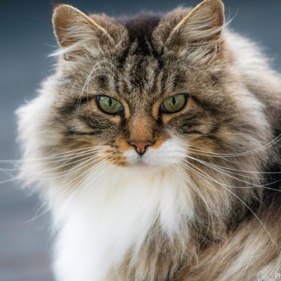 colbertcs's profile picture. i aint pray for these baguettes i pray for betta days