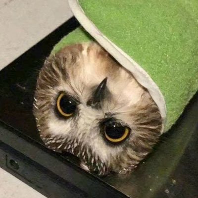 仿生猫头鹰さんのプロフィール画像
