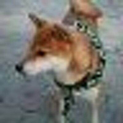 あいえお 犬 Gensui003 Twitter