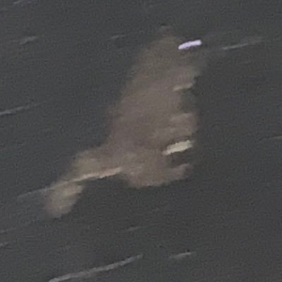 んゃちこんがさんのプロフィール画像