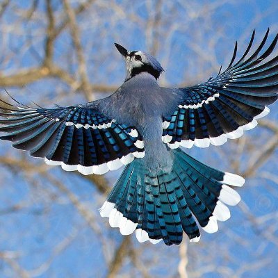 Bluebirdさんのプロフィール画像