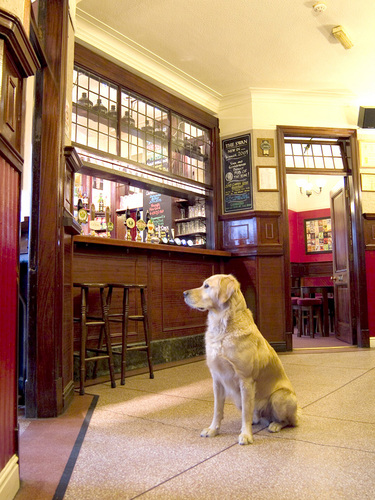 The Swan, York (Chair, Campaign for Pubs) Profile