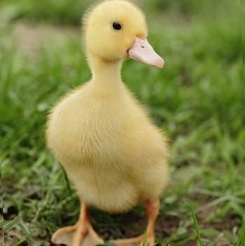 pops_kitten's profile picture. 