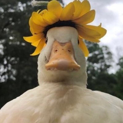มฟฟึさんのプロフィール画像