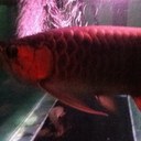 Vincent Almeda - @vincetaba - Twitter