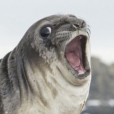 StartledSeal's profile picture. Little Seal trying to make games. 🍜+☕️+🥱=🎮