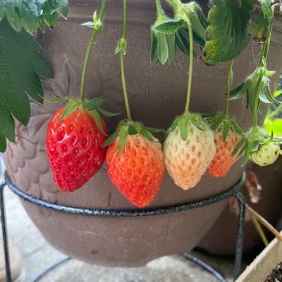 showkouyou125's profile picture. 紫耀くんのこれからの光り輝く人生を全力で応援していきます❤️神くん🩵岸くん💜と3人でこれからもずっと支え合って夢叶えてほしいと思ってます。 年齢高め💦マイペースですが、一緒に楽しく仲良く応援できるお友達とお話ししたいです。よろしくお願いします♡